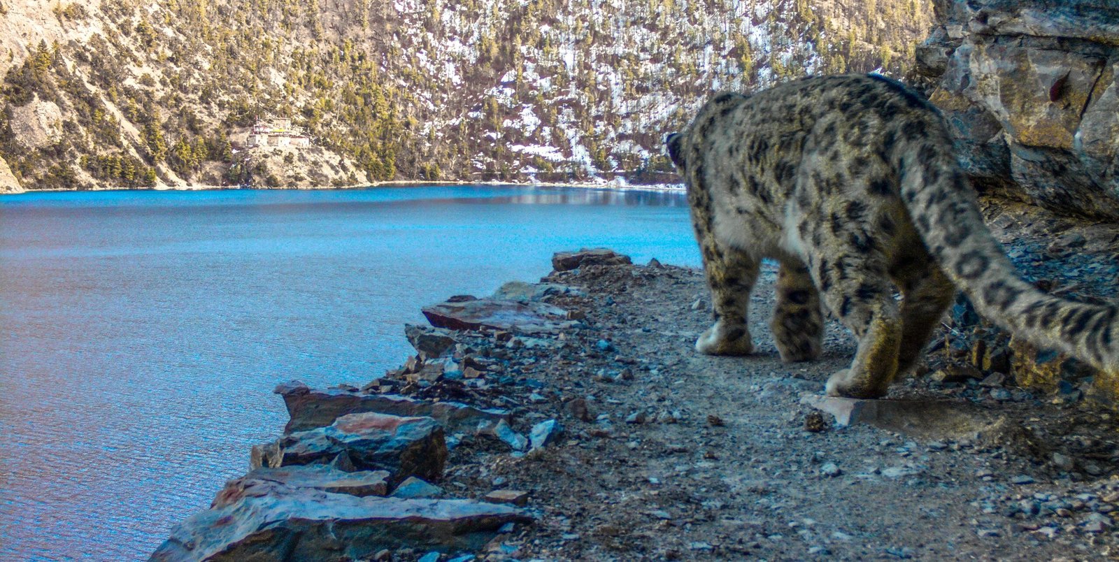 The Snow Leopard Calling image